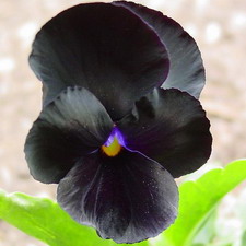 Blackjack Viola